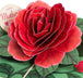 Red Camellia Pop Up Card - Paper Love