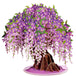 Wisteria Tree Oversized Pop Up Card with Keepsake - Paper Love