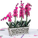 Orchids Pop Up Card - Paper Love