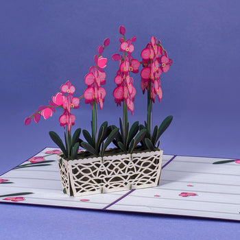 pink orchid in a planter pop up greeting card,