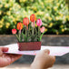 Tulip Plant Pop Up Card - Frndly 8"x6"