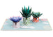 Succulent 5-Pack Bundle Pop Up Cards