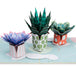 Succulent 5-Pack Bundle Pop Up Cards