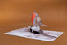 Robin Pop Up Card